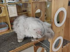 -平行世界·猫咖(首经贸店)