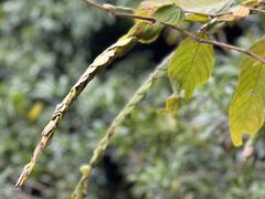 -西双版纳原始森林公园