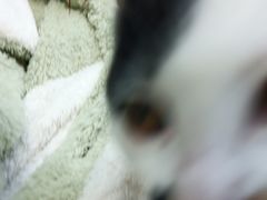 -伟伟宠物医院·瑞派猫友好医院·猫科(光谷店)