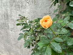 -阿木舂记·特色小吃(平江路店)