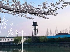 -高东镇樱花园