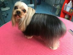 -瑞派宠物医院·24小时骨科·心脏·核磁(哈尔滨南岗店)