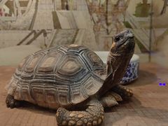 -上海大自然野生昆虫馆