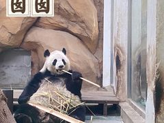 -成都动物园