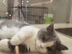 -飞行喵MR PILOT|猫舍·猫咖(静安大融城店)