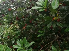 -塘栖枇杷特色园区