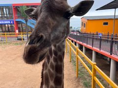 -西霞口神雕山野生动物世界