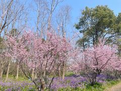 -上海海湾国家森林公园