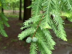 -上海共青森林公园