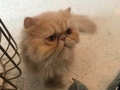 -飞行喵MR PILOT|猫舍·猫咖(静安大融城店)