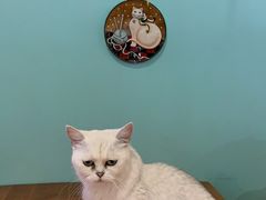 -猫小院猫主题餐厅(三里屯店)