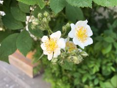 -VOYAGE COFFEE(北锣鼓巷店)