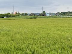 -杭州湾海上花田景区