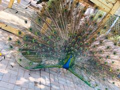 -长白岛森林公园