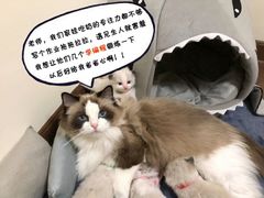 -编程猫少儿编程(江东校区)