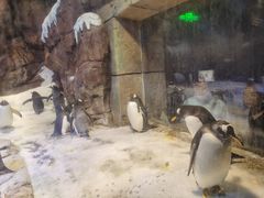 -哈尔滨波塞冬海底世界