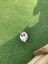 -萌宠亲子动物乐园(槐房万达店)