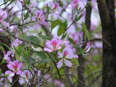 -广东花都湖国家湿地公园