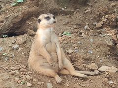 -石家庄市动物园