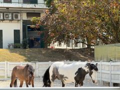 -香港赛马会双鱼河会所