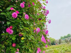 -贡湖湾湿地公园
