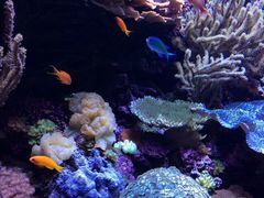 -西雅图水族馆