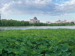 -莲花池公园