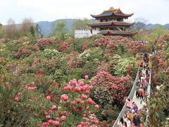 -贵州百里杜鹃风景名胜区