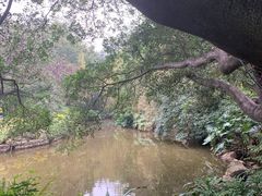 -金花茶公园