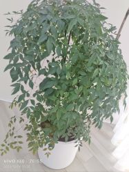 -HEYAN荷妍专业脱毛连锁机构