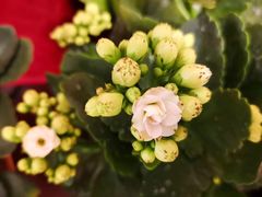 -派悦坊·甜品·蛋糕(日坛店)