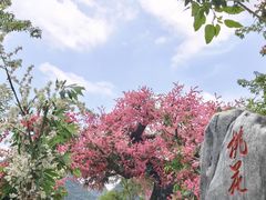 -靖西鹅泉风景区