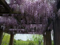 -上海鲜花港