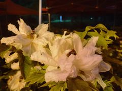-洛阳市隋唐城遗址植物园