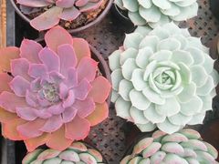 -秦美花卉(天朗·莱茵小城2期店)