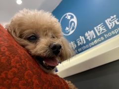 -伟伟宠物医院·CT影像中心·瑞派犬猫综合性门诊(汉口总院)