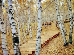 -塞罕坝国家级自然保护区