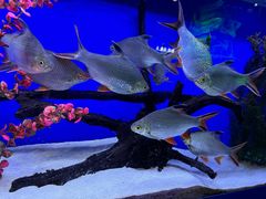 -沙沙哗啦海洋馆(华宇百花谷店)