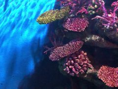-暹罗海洋世界