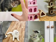 -青奢宠物·青奢猫舍