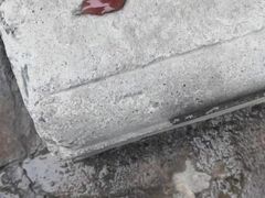 -邢大夫动物医院