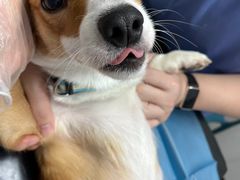 -东莞宠友24H宠物中心医院·转诊夜诊·异宠(新河北路院)