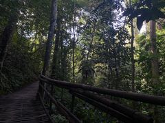 -西双版纳原始森林公园