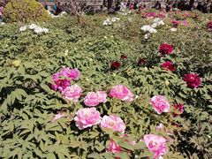 -莲花池公园