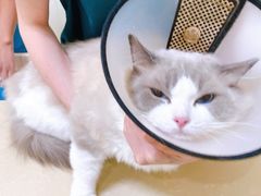 -瑞派康怡24h宠物医院·犬猫医疗中心·微创绝育(瑞景分院)