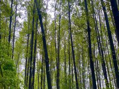 -林间山庄