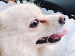 -伟伟宠物医院·CT影像中心·瑞派犬猫综合性门诊(汉口总院)