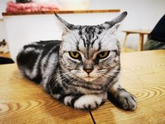 -李小姐の猫咖啡馆(五角场店)