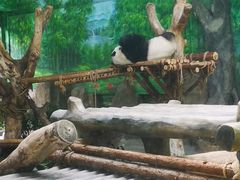 -灵玲国际马戏城