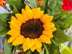 -循礼门鲜花花市(武汉循礼门店)